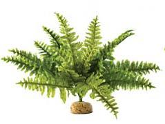 Boston Fern 