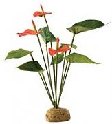 Anthurium Bush 30 cm