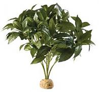 Laurel Bush 30 cm