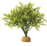 Boxwood Bush 27 cm