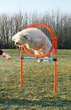 AGILITY proskakovací kruh 